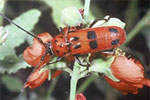 Spotted Tylosis Beetle